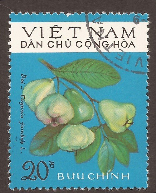 Stanley Gibbons #: N819
Vietnam #: 862
Description: Rose-apple (Eugenia jambos)
Series: Fruits
Face Value: 20 xu’s