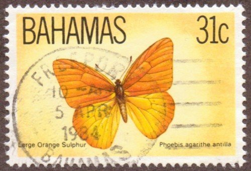 Local Butterflies; Large orange sulphur