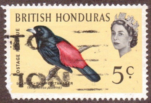 Birds in Natural Colors, Scarlet-rumped Tanager