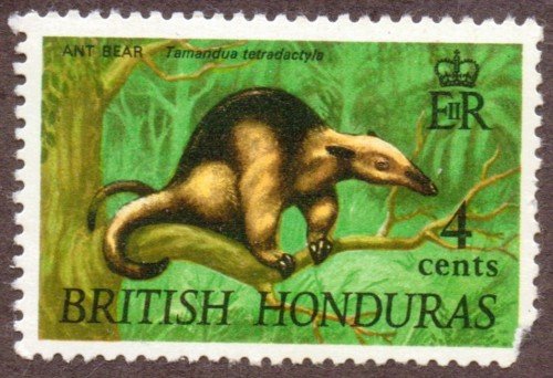 Ant Bear, Collared anteater; Tamandua tetradactyla