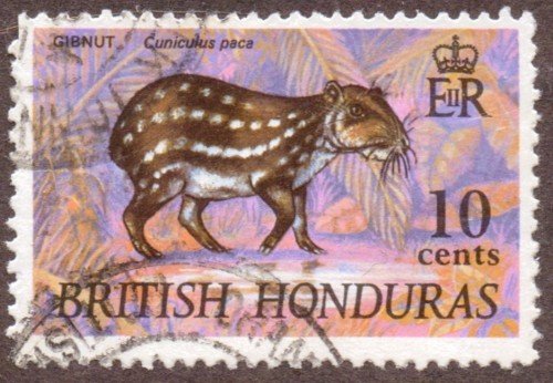 Gibnut, Cuniculus paca