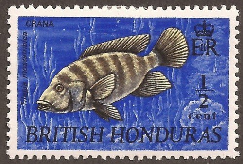 Fish & Animals,Tilapia mossambica