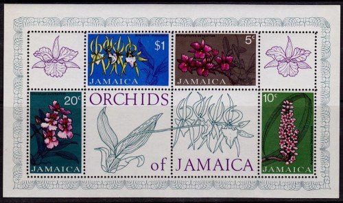 Jamaica-Orchids.jpg
