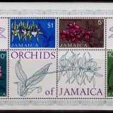 Jamaica-Orchids