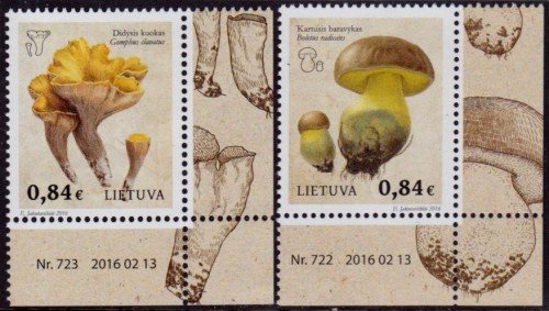 Lith Mushrooms 2016 1070 71