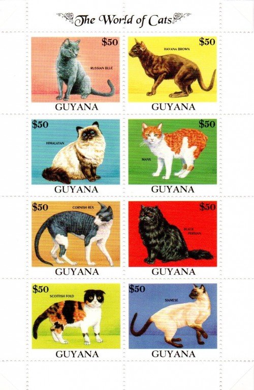 guyana3309a.jpg