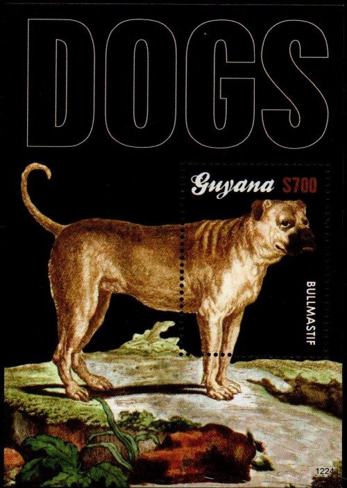 guyanadogs.jpg