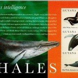 guyanawhales
