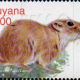 guyana6425