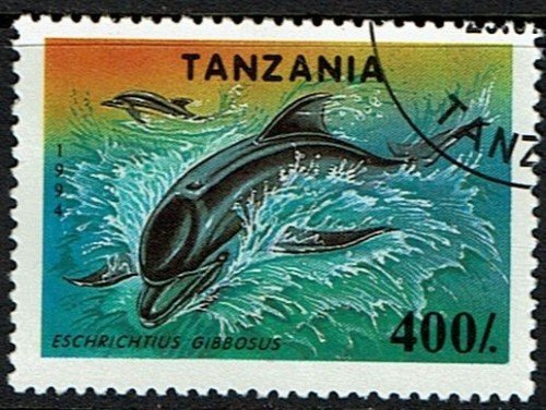 Tanzania-Dolphin.jpg