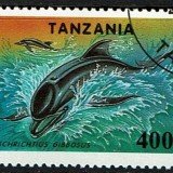 Tanzania-Dolphin