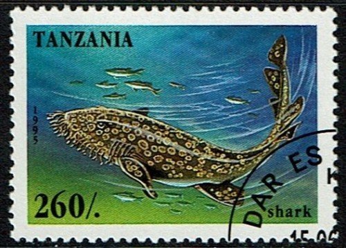 Tanzania-Shark.jpg