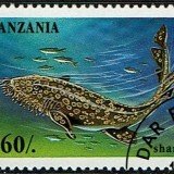 Tanzania-Shark