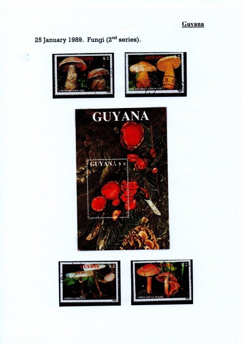 Guyana-B17.jpg