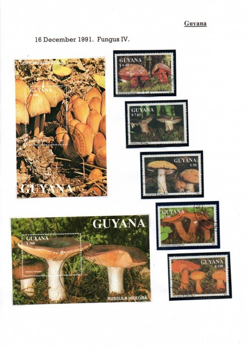 Guyana-B50.jpg