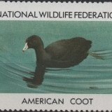 1984-American-Coot