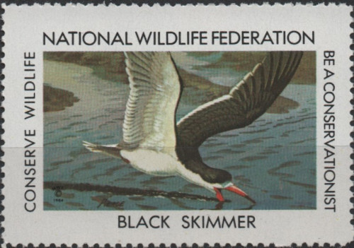 1984-Black-Skimmer.jpg