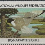 1984-Bonapartes-Gull